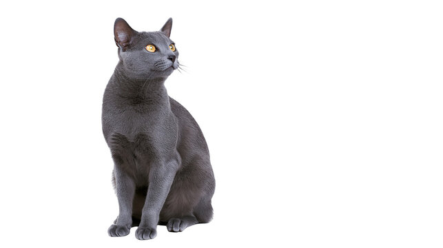 Russian Blue cat sitting, looking up with yellow eyes