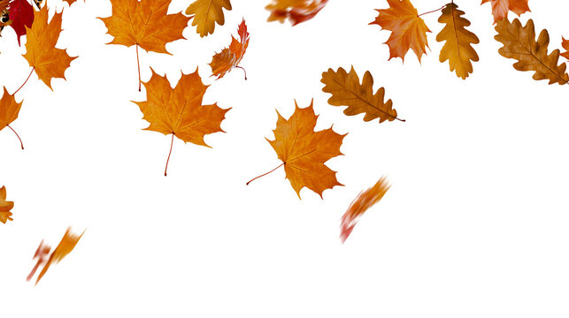 Falling autumn maple and oak leaves in shades of orange and brown