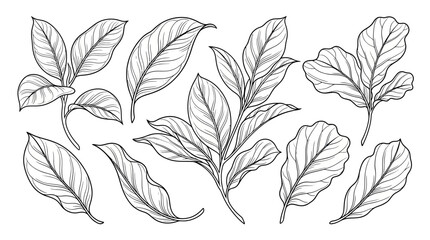 Fototapeta premium Hand-Drawn Botanical Leaves Collection - Vector Sketch Elements