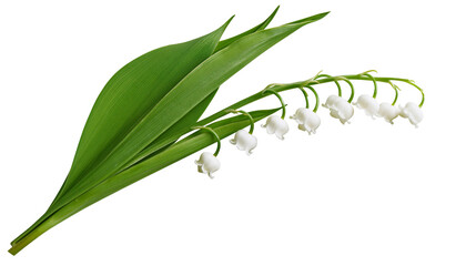Lily of the valley flowers with green leaves © Miguel