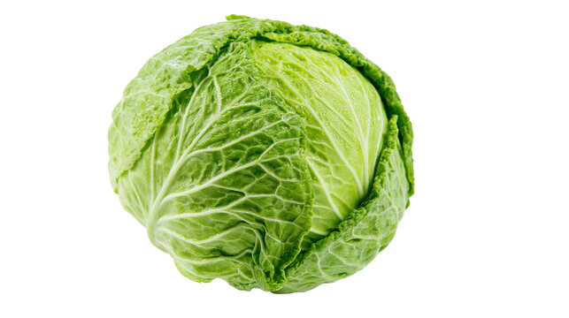 Fresh green cabbage head with visible veins on leaves