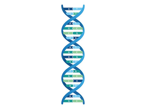 DNA Double Helix Molecule with Base Pairs A T G C Vector Illustration