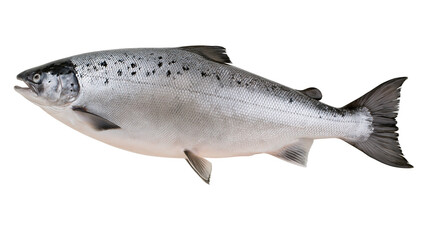 Fototapeta premium Whole raw salmon fish with silver scales and black spots