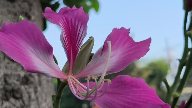 A stunning Bauhinia &times; blakeana flower in full bloom, featuring vibrant orchid-like petals and graceful form, highlighting the beauty of this iconic tropical ornamental tree.