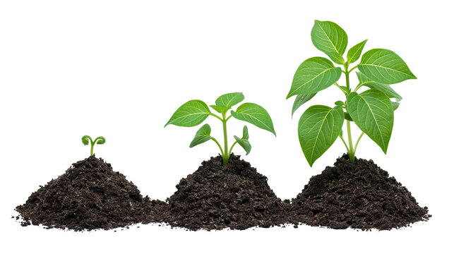 Three green plants growing from soil mounds