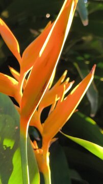 A vibrant Heliconia psittacorum flower displaying colorful bracts and elegant tropical form, showcasing the striking beauty of this ornamental plant in lush garden landscapes.