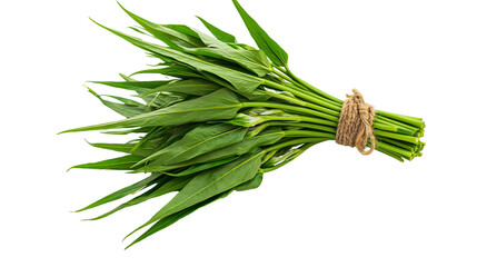 Fresh green water spinach bunch tied with jute rope © Antonio