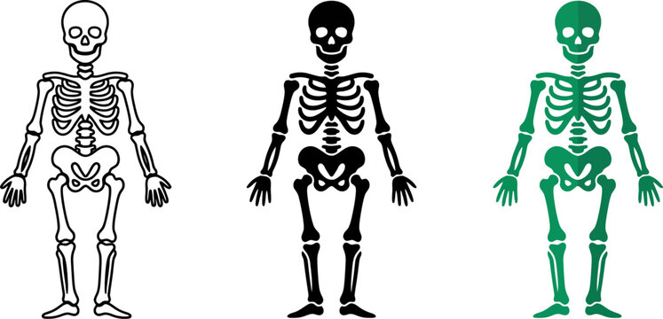 Human_skeleton_silhouette_vector?_202606291631.eps