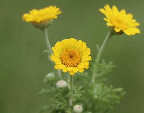 Anthemis tinctoria (golden chamomile, golden marguerite, oxeye chamomile)