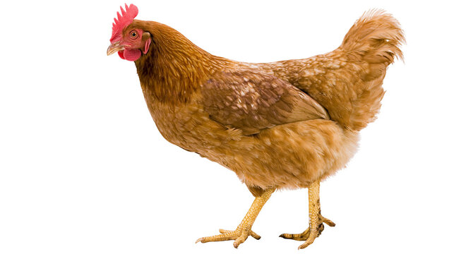 Brown hen with red comb and wattles standing