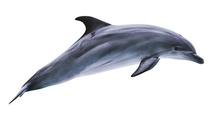 Gray dolphin swimming side view, white © Antonio