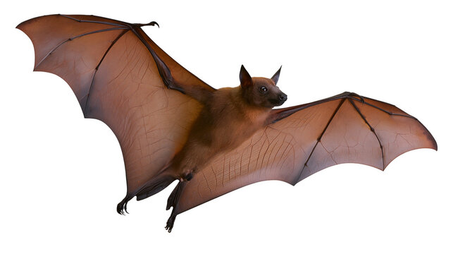 Flying fox bat with spread wings