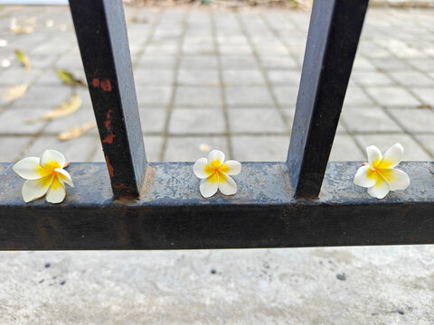 White frangipani plumeria flowers placed neatly on a black metal fence bar
