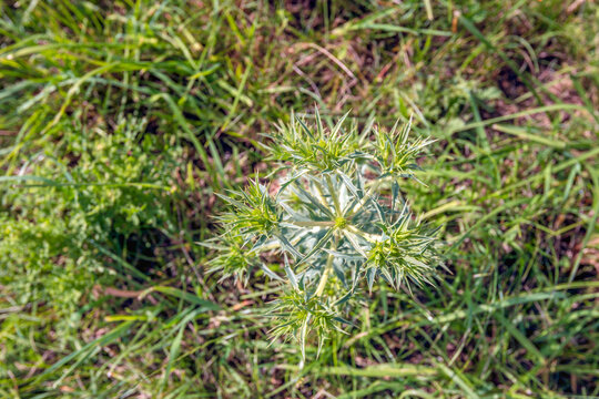 Closeup of a wild Field eryngo plant growing between grass on a Dutch dike. The photo is taken on a sunny day in the beginning of the summer season.