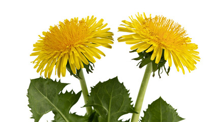 Two yellow dandelions with green leaves © Antonio