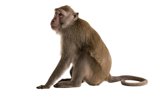Macaque monkey sitting looking to the side, full body