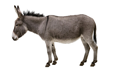 Fototapeta premium Gray donkey standing profile view