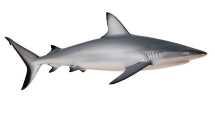Fototapeta premium Grey reef shark swimming side view, white