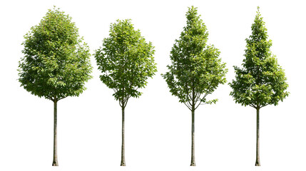 Four green trees with leafy crowns and slender trunks © Nuria