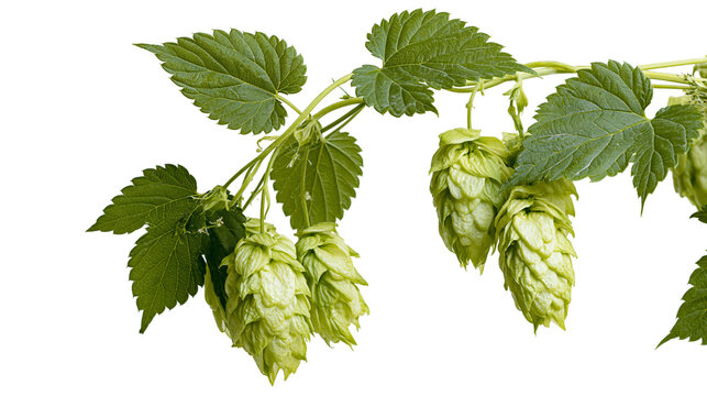 Green hop cones with leaves on a branch