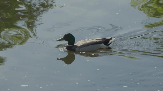 Close-up of a duck swimming in a river on a sunny afternoon
