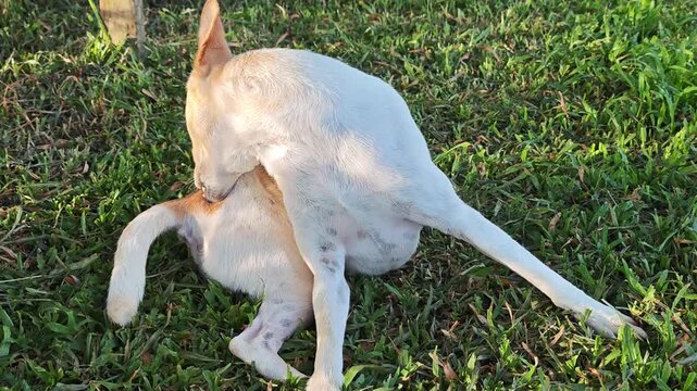 Dog itchy with fleas and ticks.