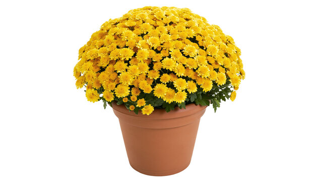 Yellow Chrysanthemum Flowers in Terracotta Pot