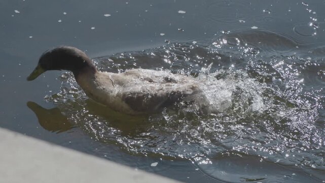 Close-up of a duck swimming in a river on a sunny day