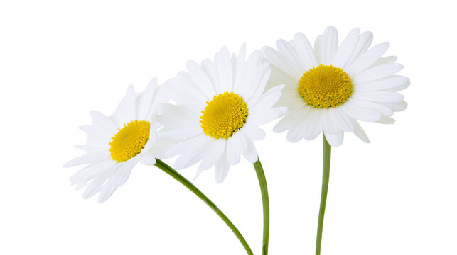 Three white daisies with yellow centers and green stems