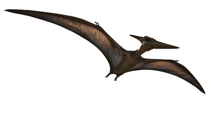 Pterodactyl flying with wings spread wide © Antonio