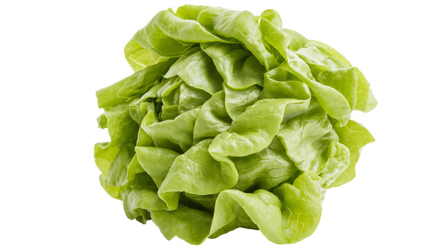 Fresh green butter lettuce head with ruffled leaves