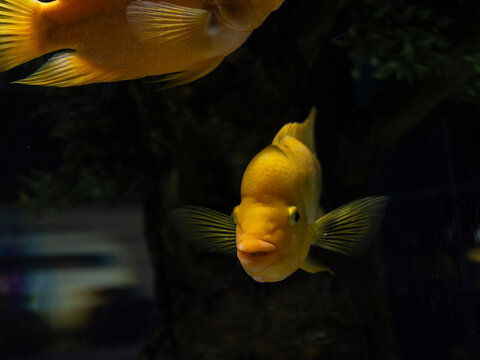 Exotic midas cichlid swimming in aquarium tank