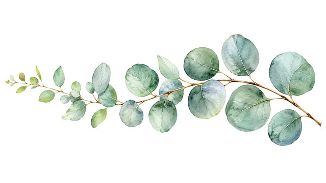 Watercolor green eucalyptus branch on a transparent background.