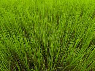 Obraz premium Top veiw abstract blurred rice plant seamless texture for design. grass feild background, stadium floor,artificult turf green, sport