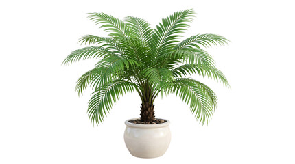 Fototapeta premium A potted palm tree stands alone indoors in a white pot.