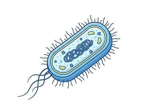 Detailed Vector Illustration of Prokaryotic Bacterium Cell Anatomy