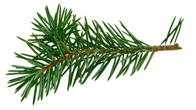 Green pine branch with sharp needles