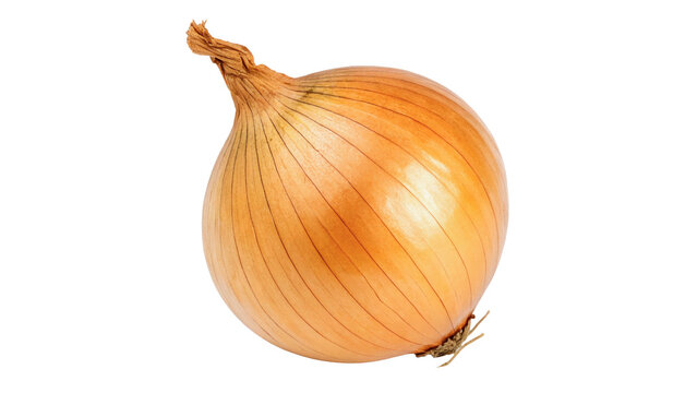 Fresh whole unpeeled yellow onion bulb isolated on transparent background cut out