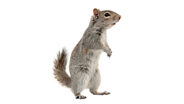 Cute small furry grey squirrel standing on hind legs isolated on transparent background cut out