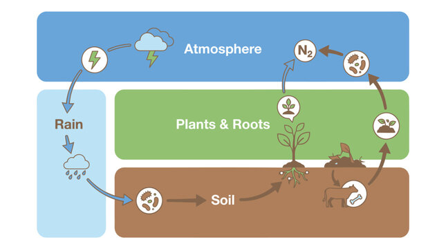Nitrogen Cycle Diagram, Educational Science Illustration, Environmental Process Flowchart, Ecological Concept Vector