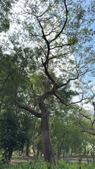 Fototapeta premium trees in the park