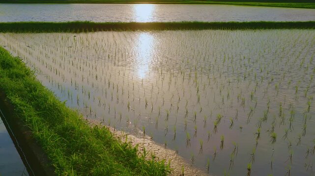 浸水した田んぼで育つ若い米の苗のクローズアップ