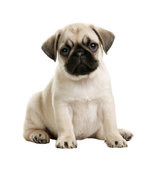 Fototapeta premium Cute pug puppy sitting and looking at the camera isolated on transparent background