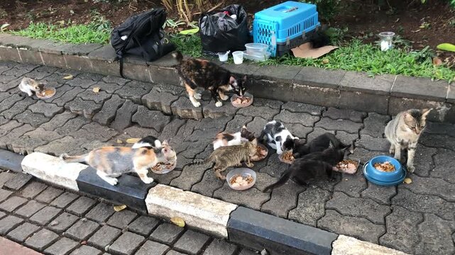 A group of stray cats and kittens are eating food from small bowls on a paved sidewalk.