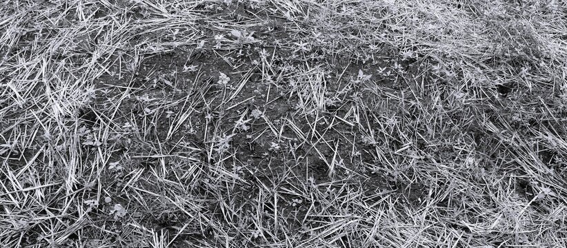 Monochrome dry grass ground with scattered straw, small weeds, and rough organic soil texture.