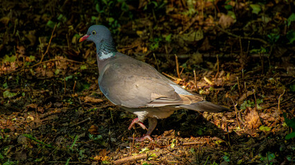 pigeon on the ground © VanderD