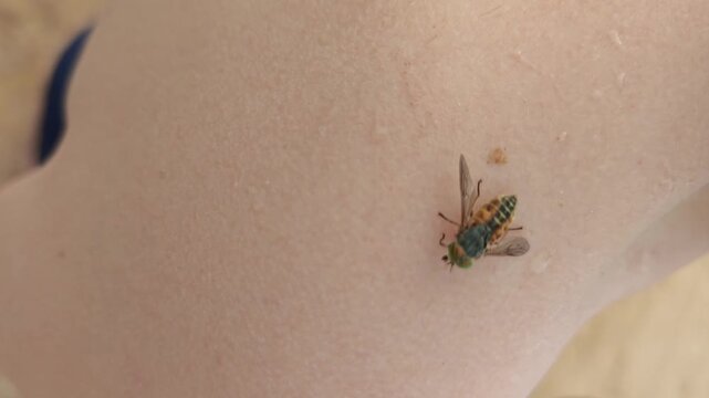 Horsefly bites man in outdoor setting during summer afternoon