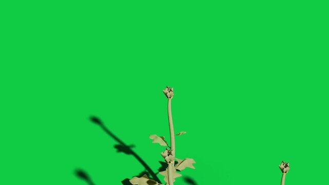 Pale green stem rising from bottom curling tendril revealing folded blooms on transparent backdrop