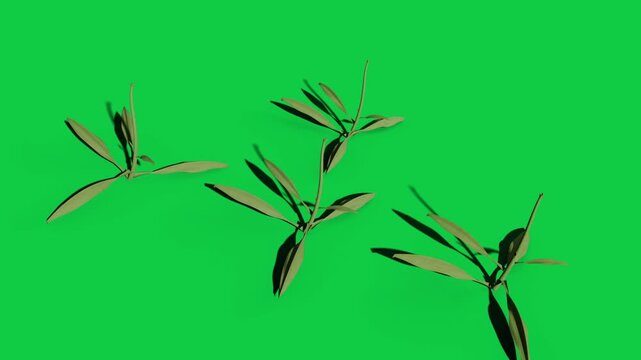 Initial flecks arising, sprouts growing, leaves opening, showing plant growth on transparent black