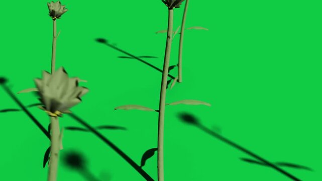 On play buds being animated, growing, unfurling into pink blooms on transparent bg for time-lapse